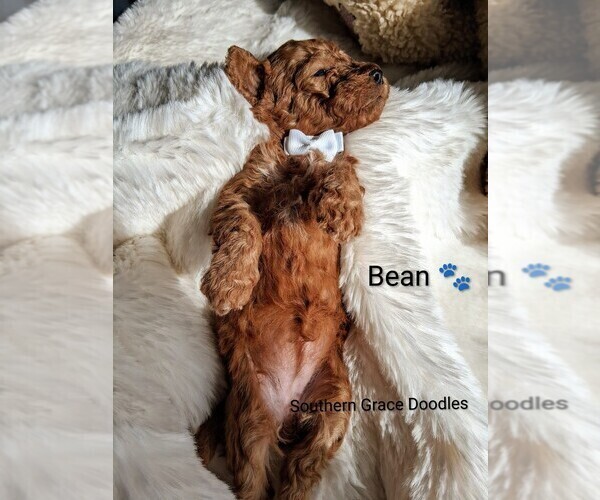 Medium Photo #2 Goldendoodle (Miniature) Puppy For Sale in GASTONIA, NC, USA