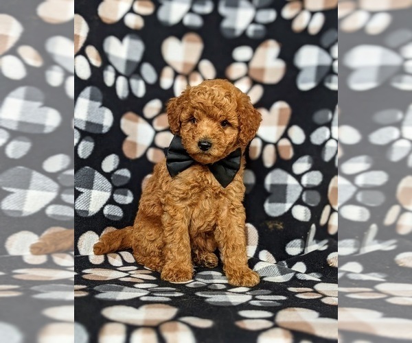 Medium Photo #2 Goldendoodle Puppy For Sale in COCHRANVILLE, PA, USA