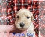 Small Photo #23 Doodle-Goldendoodle Mix Puppy For Sale in FAISON, NC, USA
