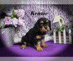 Small #1 Cavalier King Charles Spaniel