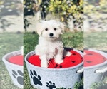 Small Photo #4 Maltese Puppy For Sale in LOS ANGELES, CA, USA