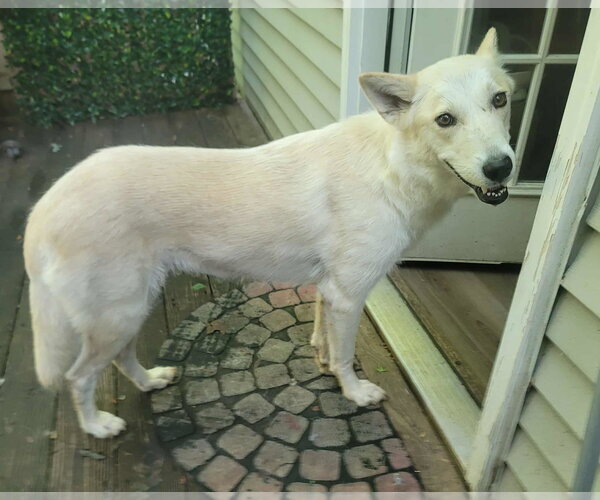 Medium Photo #4 - Mix Puppy For Sale in Hoffman Estates, IL, USA