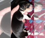 Small Photo #1 Beagle Puppy For Sale in CARTHAGE, TX, USA