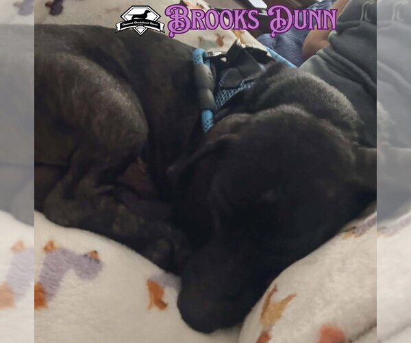 Medium Photo #10 Dachshund Puppy For Sale in San Antonio, TX, USA