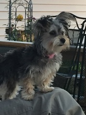 Morkie Puppy for sale in HOLT, MO, USA