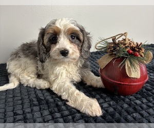 Cavapoo Puppy for sale in INDIANAPOLIS, IN, USA