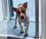 Small #1 Mutt