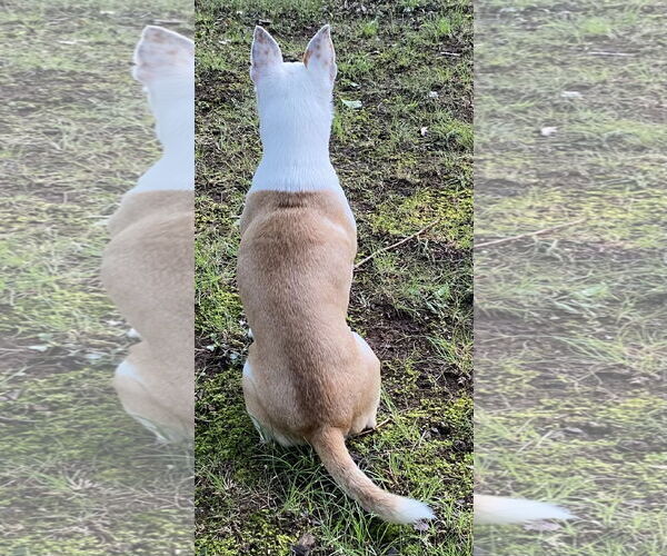 Medium Photo #2 Jack Russell Terrier-Unknown Mix Puppy For Sale in Rustburg, VA, USA