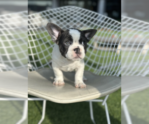 French Bulldog Puppy for sale in DALLAS, TX, USA