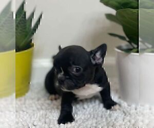 French Bulldog Puppy for sale in JOHNS ISLAND, SC, USA