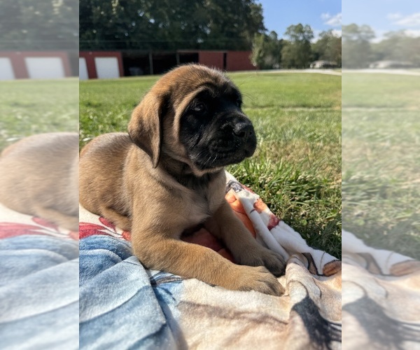Medium Photo #3 Mastiff Puppy For Sale in ONEIDA, TN, USA