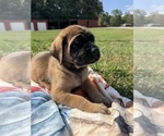 Small #2 Mastiff