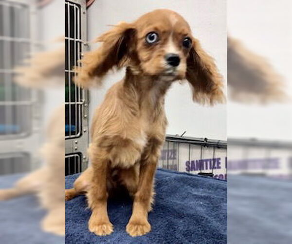 Medium Photo #3 Cavalier King Charles Spaniel Puppy For Sale in Lincolnwood, IL, USA