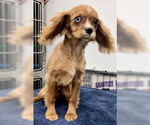 Small #2 Cavalier King Charles Spaniel