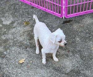 Maltese Puppy for sale in CORNERSVILLE, TN, USA