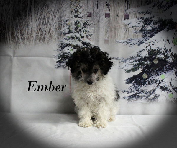 Medium Photo #21 Poodle (Toy) Puppy For Sale in CHANUTE, KS, USA