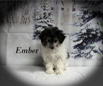 Small #20 Poodle (Toy)
