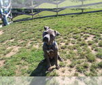 Small #6 American Pit Bull Terrier