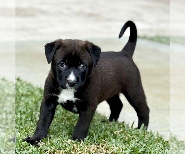 Medium Photo #4 Labrador Retriever-Unknown Mix Puppy For Sale in San Juan Capistrano, CA, USA