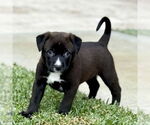 Small #3 Labrador Retriever Mix