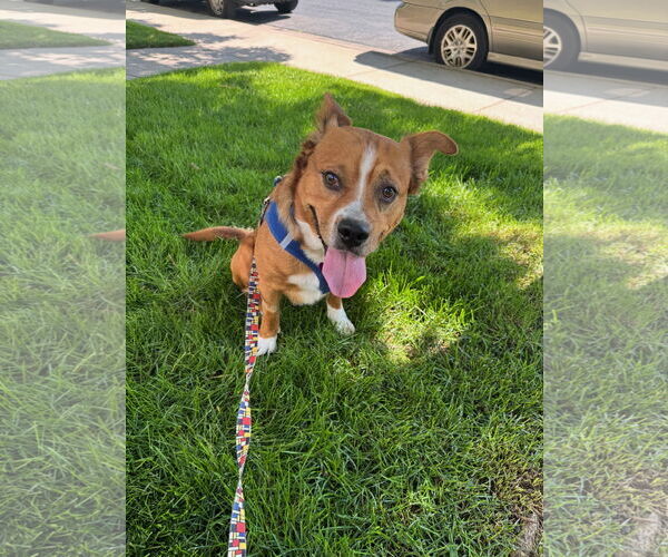 Medium Photo #1 Mutt Puppy For Sale in Aurora, CO, USA