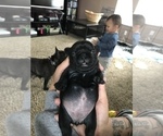 Small Photo #5 French Bulldog Puppy For Sale in NEW CASTLE, PA, USA
