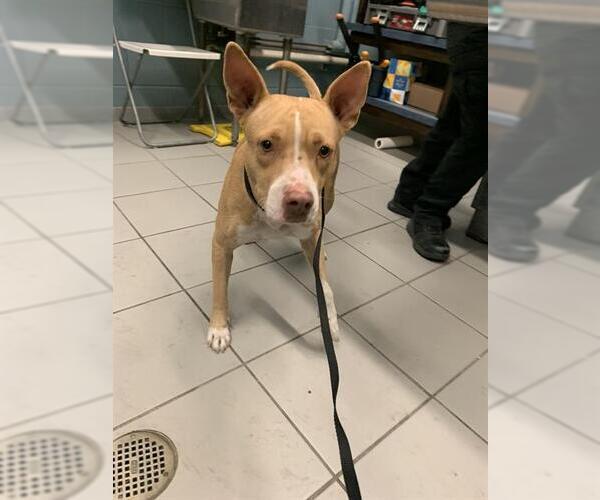 Medium Photo #1 American Pit Bull Terrier-Unknown Mix Puppy For Sale in Corpus Christi, TX, USA