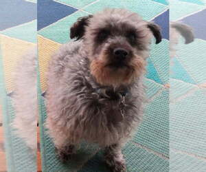 Cammie *COURTESY LISTING - Male Mutt Dog for Adoption - Photo #3