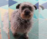 Small Photo #3 Mutt Puppy For Sale in Cookeville, TN, USA