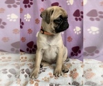 Small Photo #3 Pug Puppy For Sale in CHATTANOOGA, TN, USA