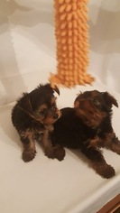 Yorkshire Terrier Puppy for sale in BRENTWOOD, MD, USA