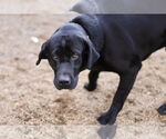 Small #1 Labrador Retriever Mix