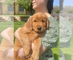 Small Photo #17 Golden Retriever Puppy For Sale in BEDFORD, TX, USA
