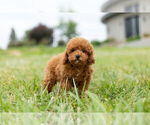 Small Photo #7 Poodle (Toy) Puppy For Sale in WARSAW, IN, USA