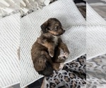 Small #26 Bernedoodle