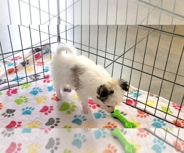 Medium Photo #5 Papitese Puppy For Sale in ORO VALLEY, AZ, USA
