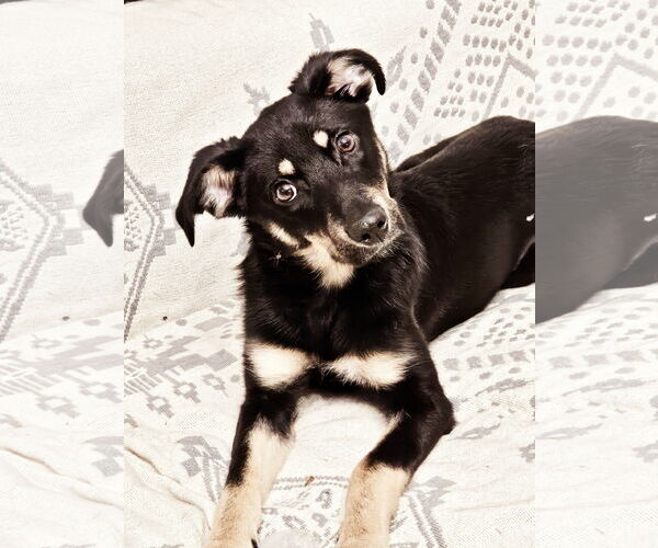 Medium Photo #5 Mutt Puppy For Sale in Farmington, MN, USA
