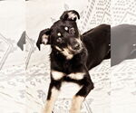 Small #4 Mutt