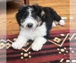Small #1 Aussiedoodle Miniature 