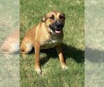 Small Anatolian Shepherd Mix