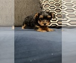 Small #5 Yorkshire Terrier