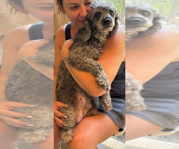 Medium Photo #4 Poodle (Miniature) Puppy For Sale in New York, NY, USA
