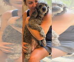 Small #3 Poodle (Miniature)