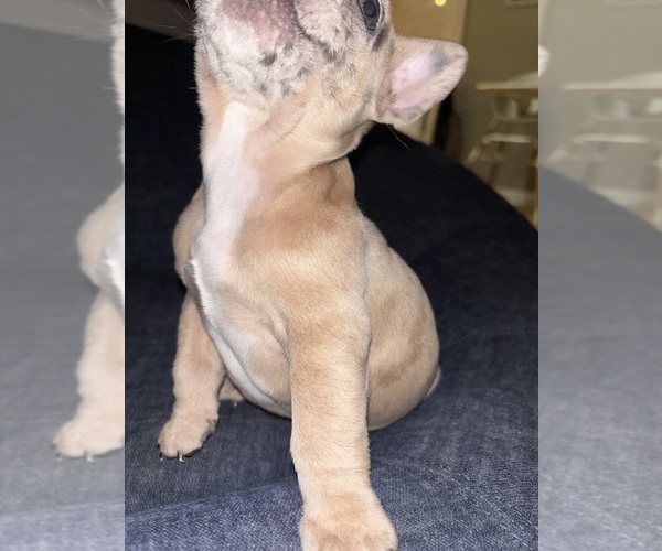 Medium Photo #11 French Bulldog Puppy For Sale in BLOOMINGTON, IN, USA