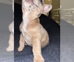 Small Photo #11 French Bulldog Puppy For Sale in BLOOMINGTON, IN, USA