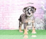 Small Photo #4 Poodle (Toy)-Shiba Inu Mix Puppy For Sale in BEL AIR, MD, USA