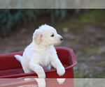 Small Photo #2 Pyredoodle Puppy For Sale in EATONTON, GA, USA