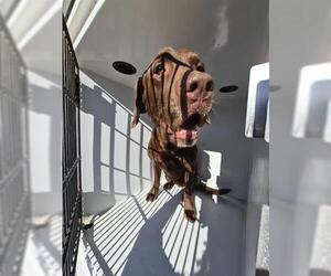 Labrador Retriever Dogs for adoption in Houston, TX, USA