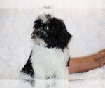 Small #32 ShihPoo
