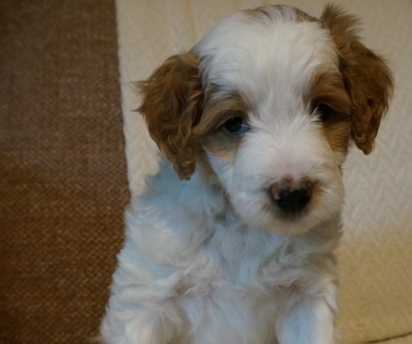 Medium Photo #1 Golden Mountain Doodle  Puppy For Sale in JIM FALLS, WI, USA